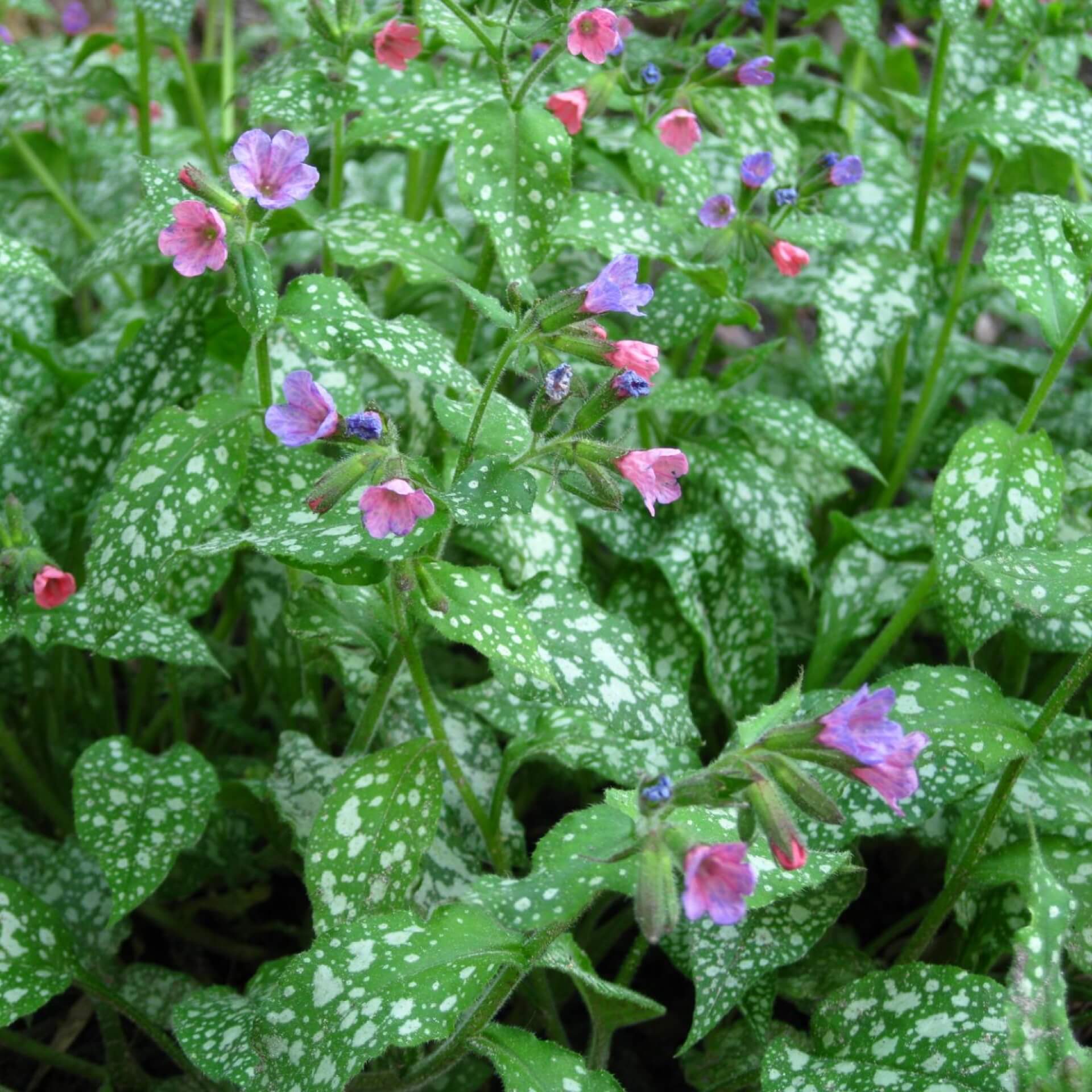 Italienisches Lungenkraut (Pulmonaria saccharata)