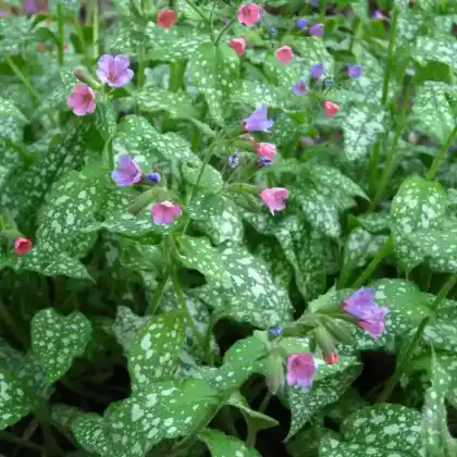 Foto von Italienisches Lungenkraut (Pulmonaria saccharata)