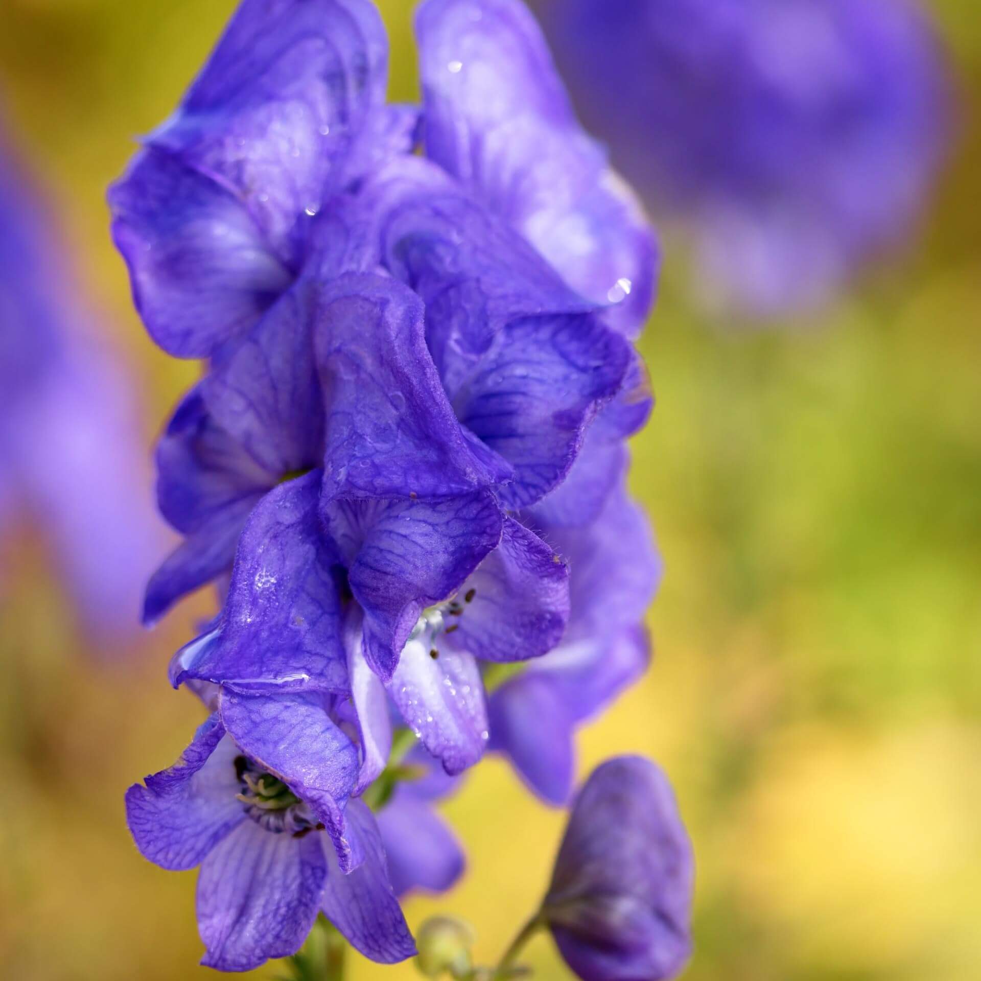 Herbsteisenhut (Aconitum carmichaelii)