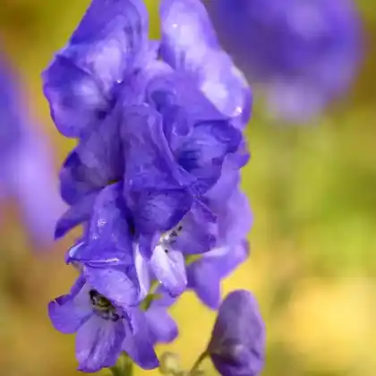 Foto von Herbsteisenhut (Aconitum carmichaelii)