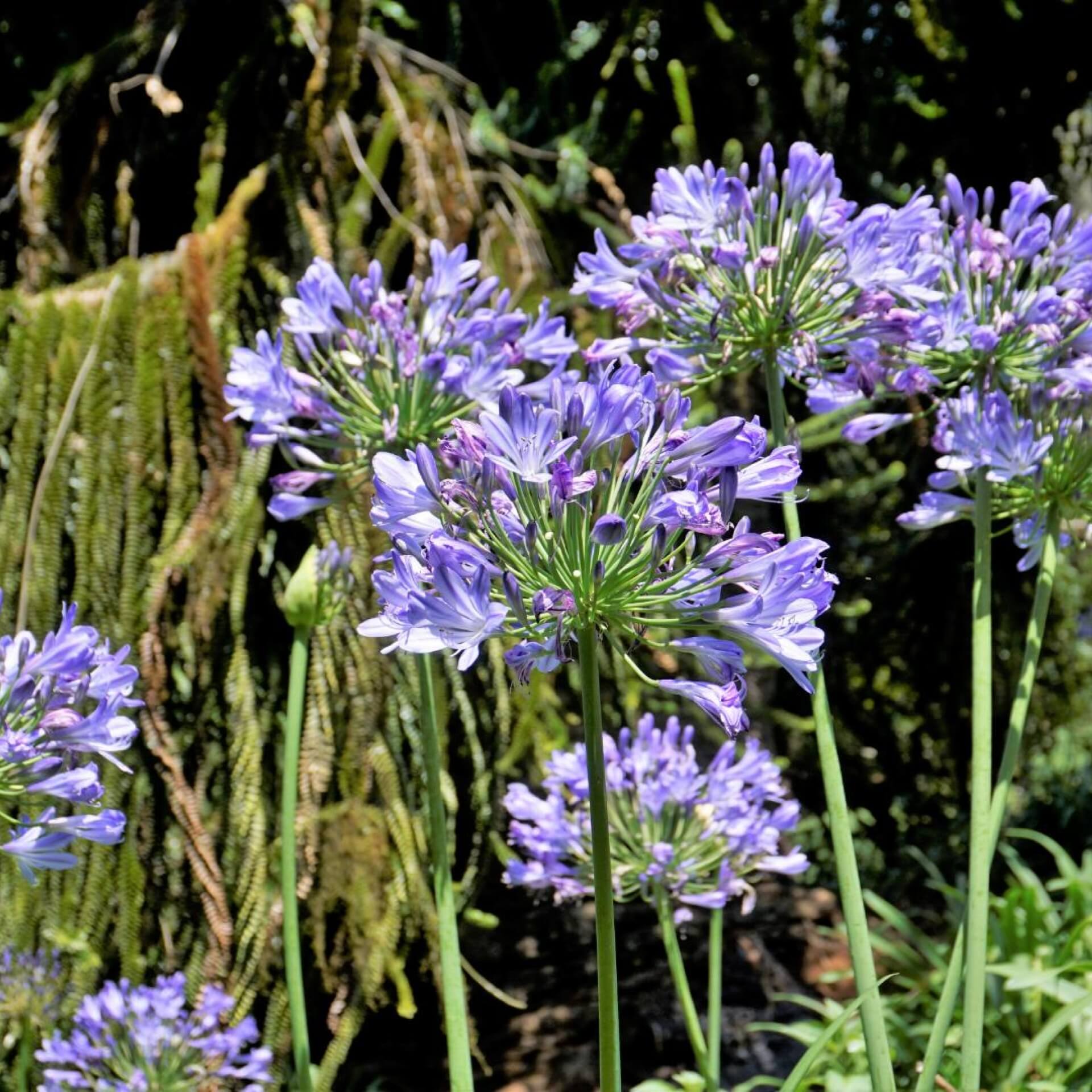 Afrikanische Schmucklilie (Agapanthus africanus)