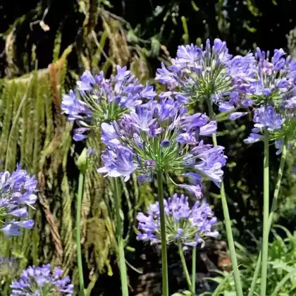 Foto von Afrikanische Schmucklilie (Agapanthus africanus)