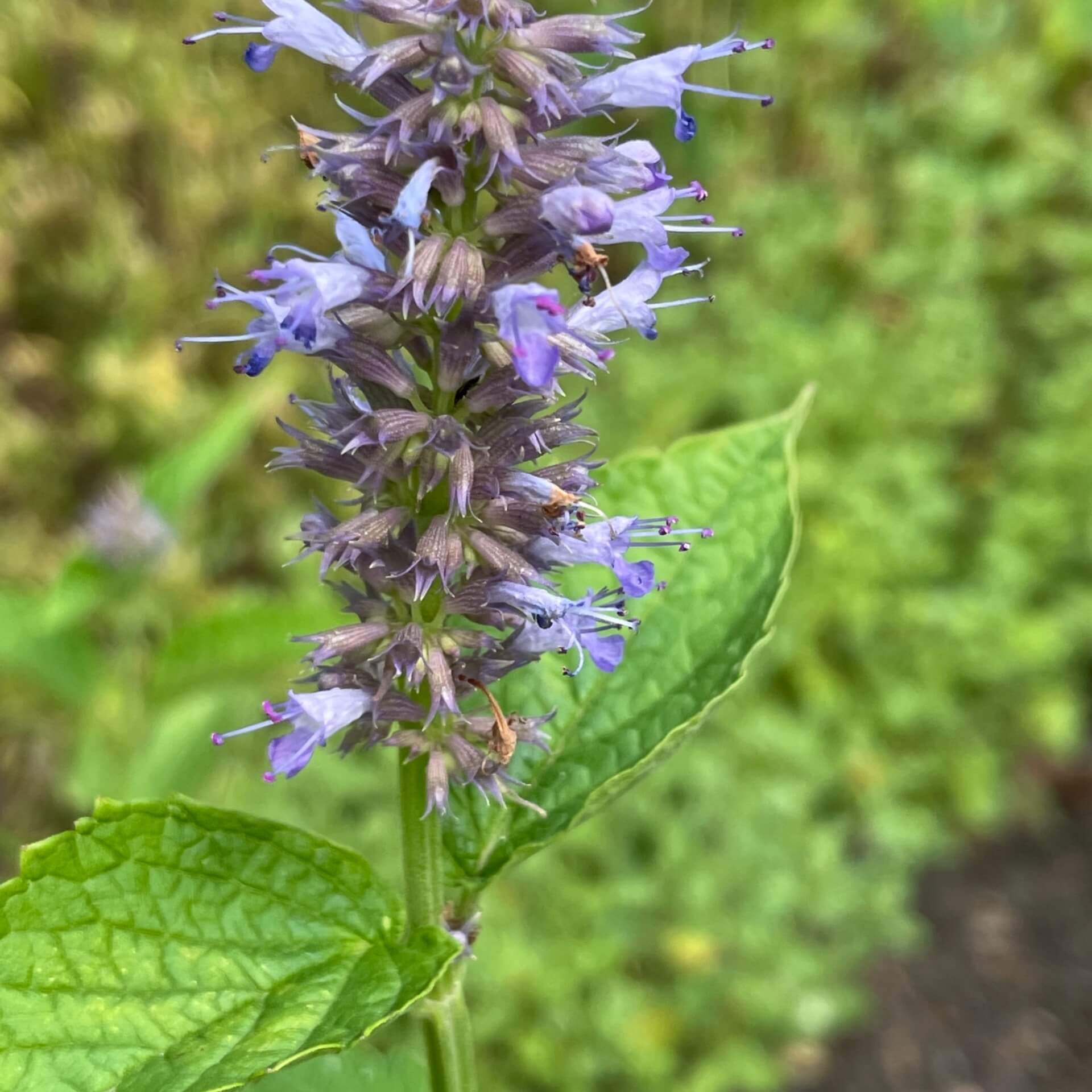 Mexikanische Duftnessel  (Agastache mexicana)