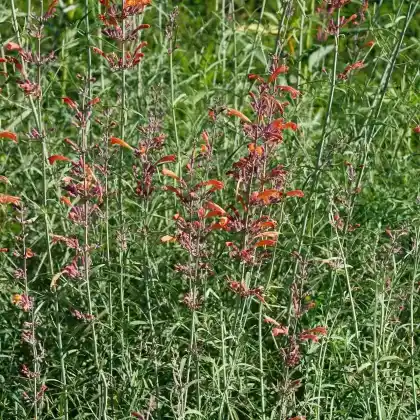 Foto von Felsen-Duftnessel (Agastache rupestris)