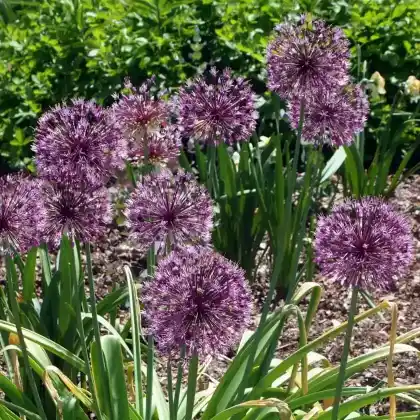 Foto von Usbekischer Steppenlauch (Allium jesdianum)