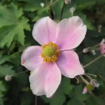 Foto von Chinesische Herbst-Anemone (Eriocapitella hupehensis)
