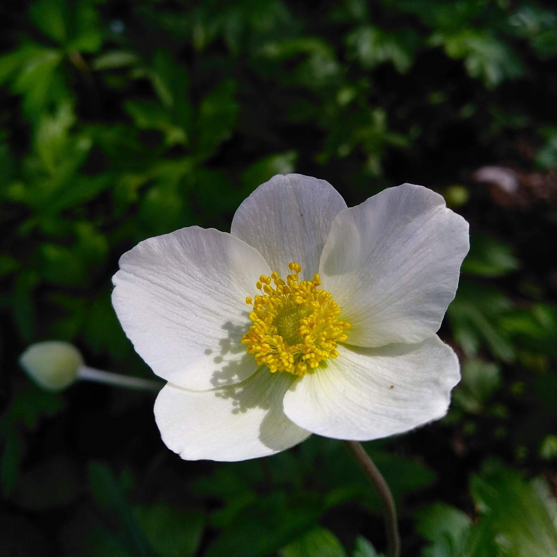 Herbst-Anemone (Anemone tomentosa)