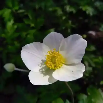 Foto von Herbst-Anemone (Anemone tomentosa)