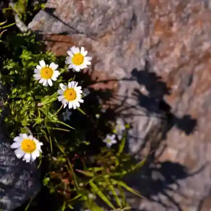 Foto von Karpaten-Hundskamille (Anthemis carpatica)