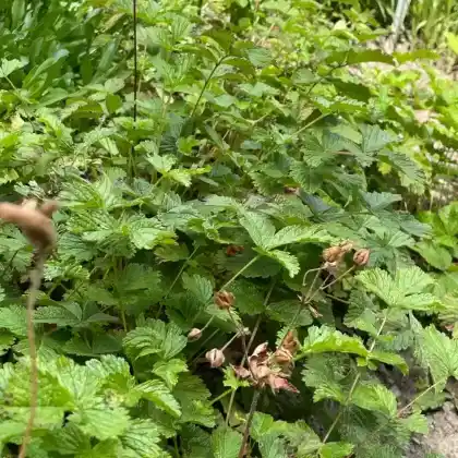 Foto von Kanadische Akelei (Aquilegia canadensis)