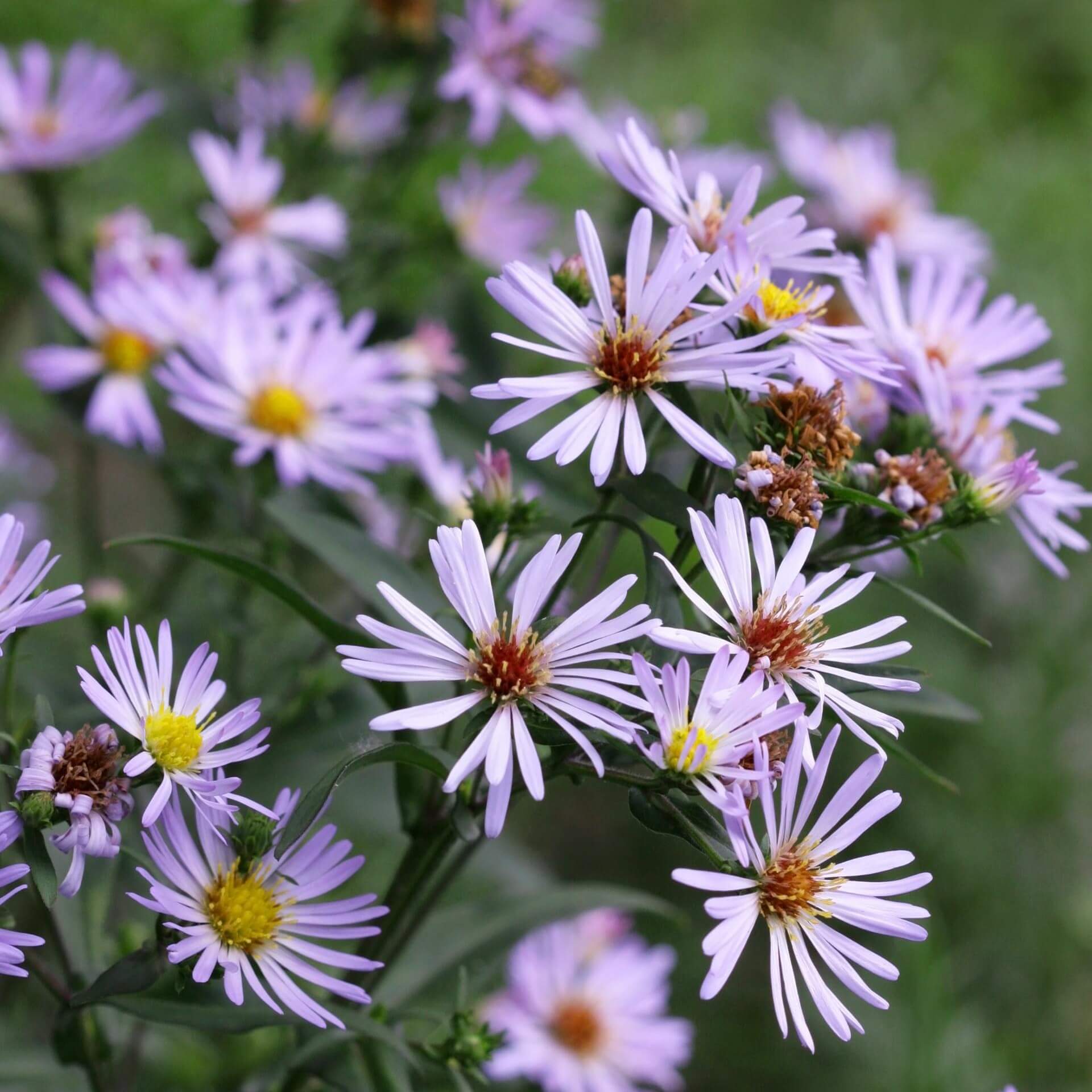 Glatte Aster (Aster laevis)