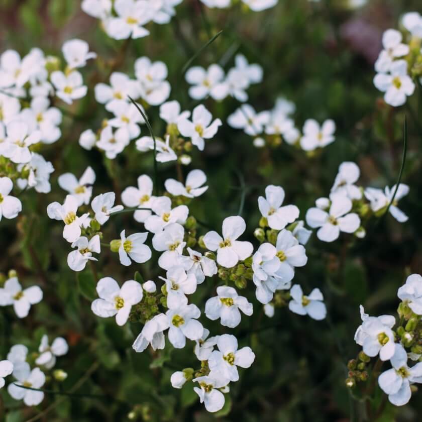 Kaukasische Gänsekresse / Arabis caucasica