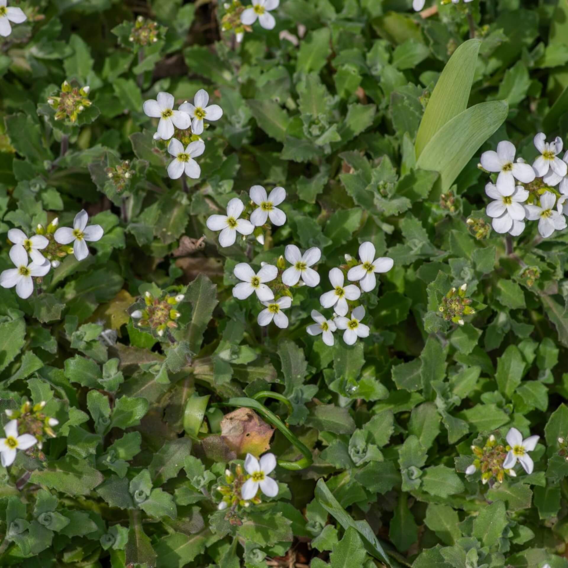 Kaukasische Gänsekresse (Arabis caucasica)