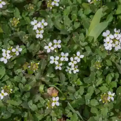 Foto von Kaukasische Gänsekresse (Arabis caucasica)