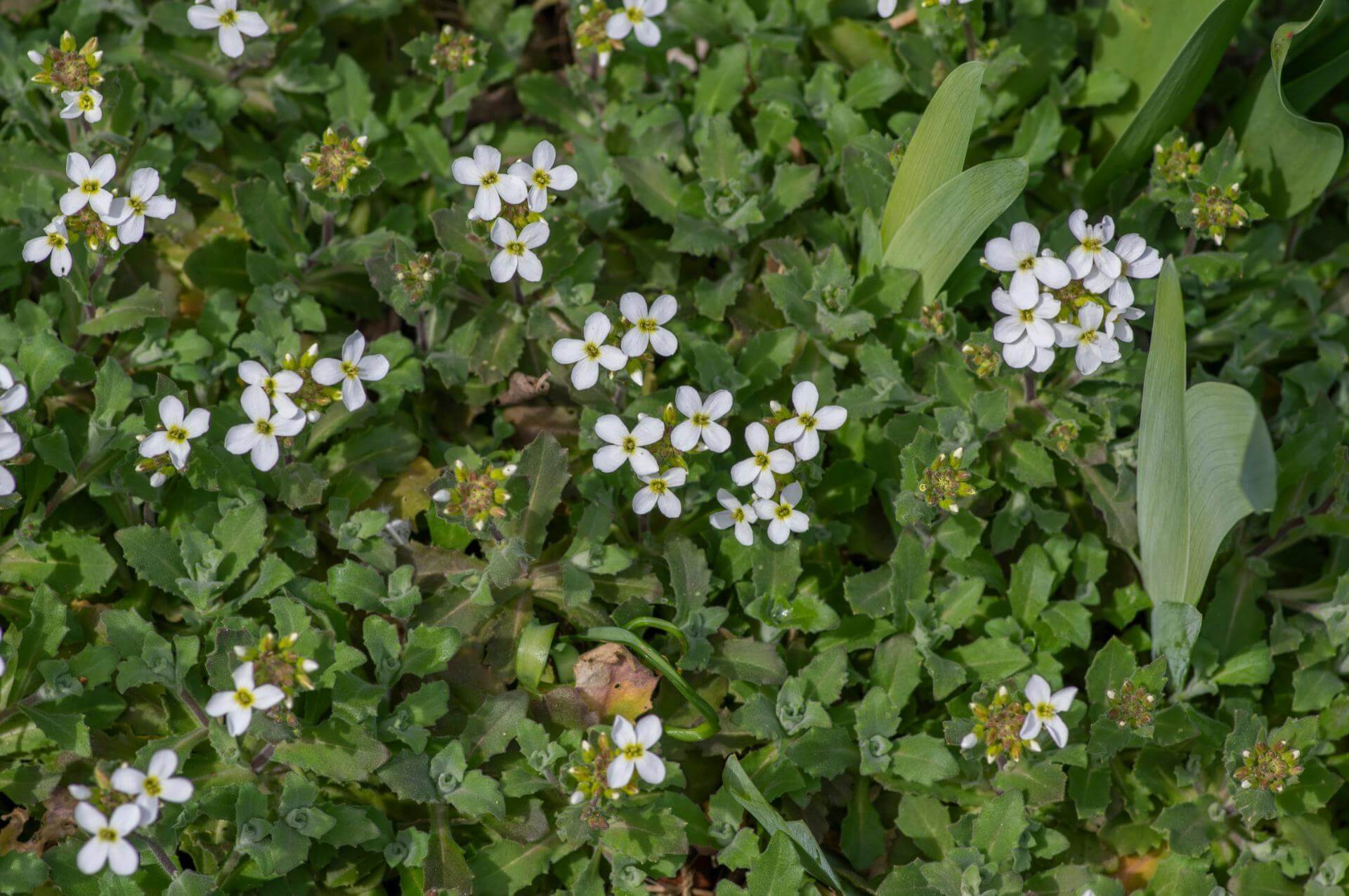 Kaukasische Gänsekresse / Arabis caucasica