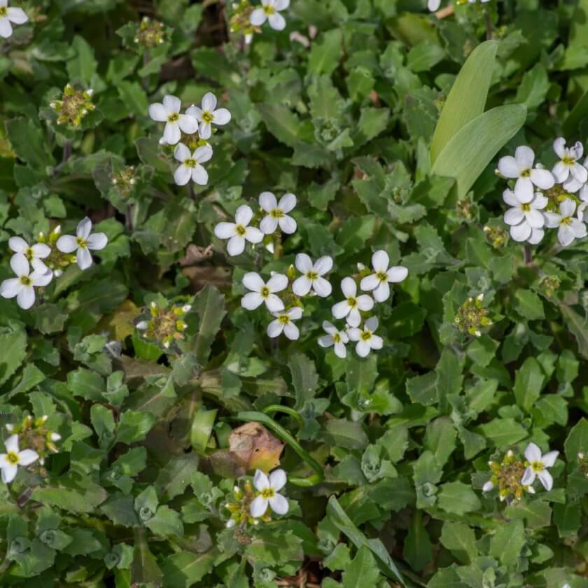 Kaukasische Gänsekresse / Arabis caucasica