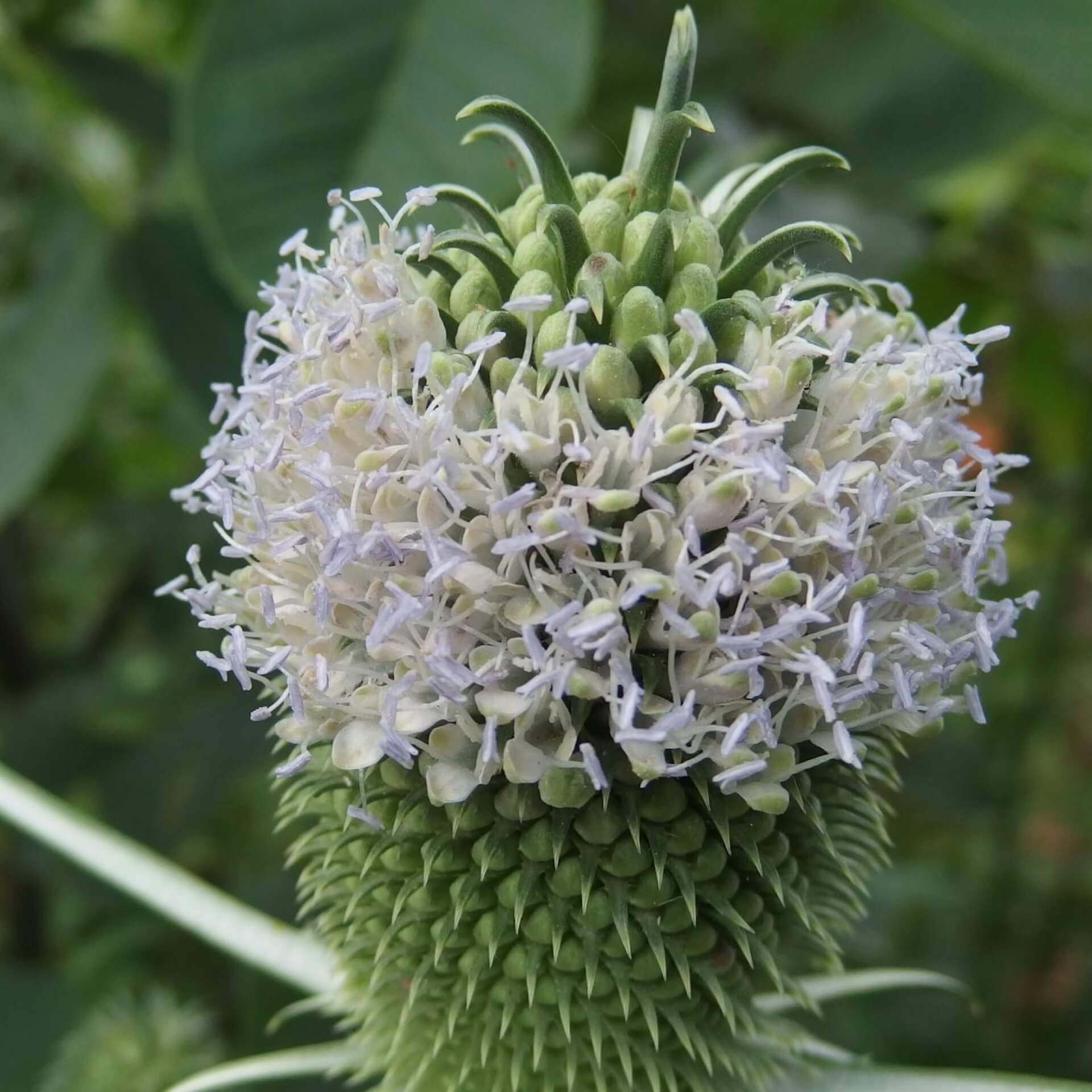 Weber-Karde (Dipsacus sativus)