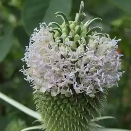 Foto von Weber-Karde (Dipsacus sativus)