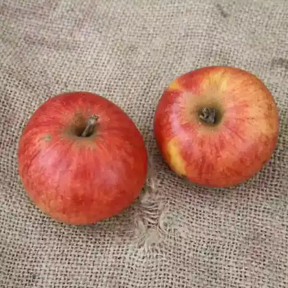 Foto von Herbstapfel 'Biesterfelder Renette' (Malus 'Biesterfelder Renette')
