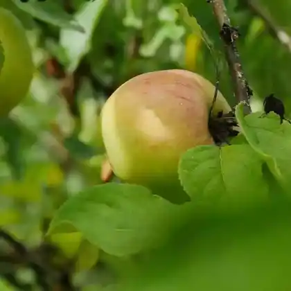 Foto von Herbstapfel 'Dülmener Rosenapfel' (Malus 'Dülmener Rosenapfel')