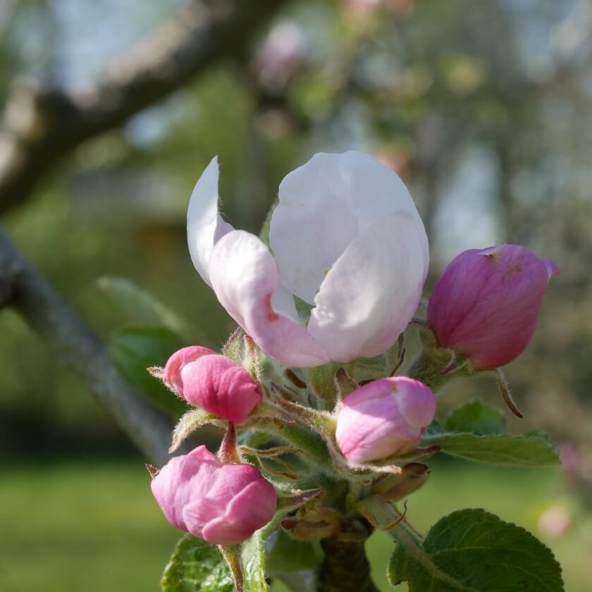 Herbstapfel \'Dülmener Rosenapfel\': dein Garten ökologisch & pflegeleicht