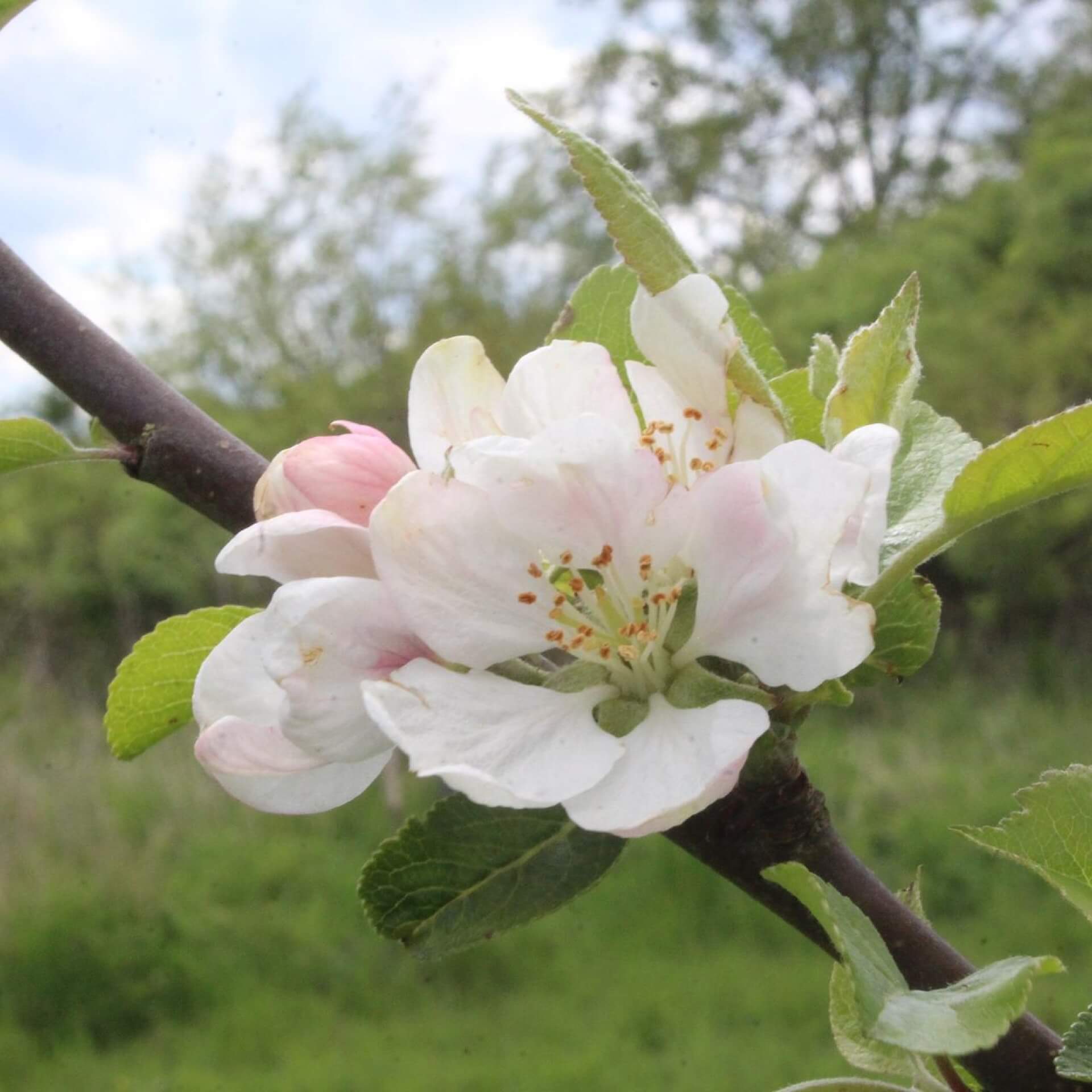 Apfel 'Groninger Kroon' (Malus 'Groninger Kroon')