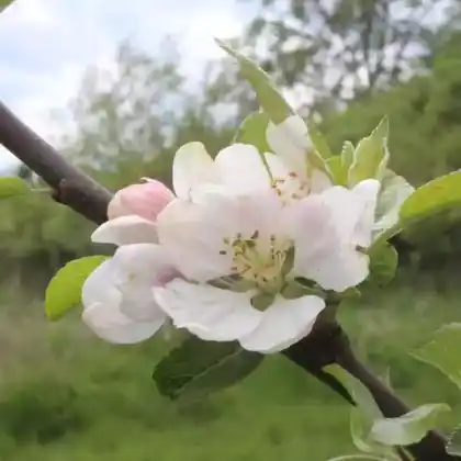 Foto von Apfel 'Groninger Kroon' (Malus 'Groninger Kroon')
