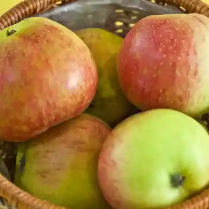 Foto von Apfel 'Harberts Renette' (Malus 'Harberts Renette')