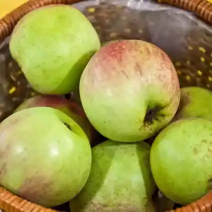 Foto von Winterapfel 'Rheinischer Bohnapfel' (Malus 'Rheinischer Bohnapfel')
