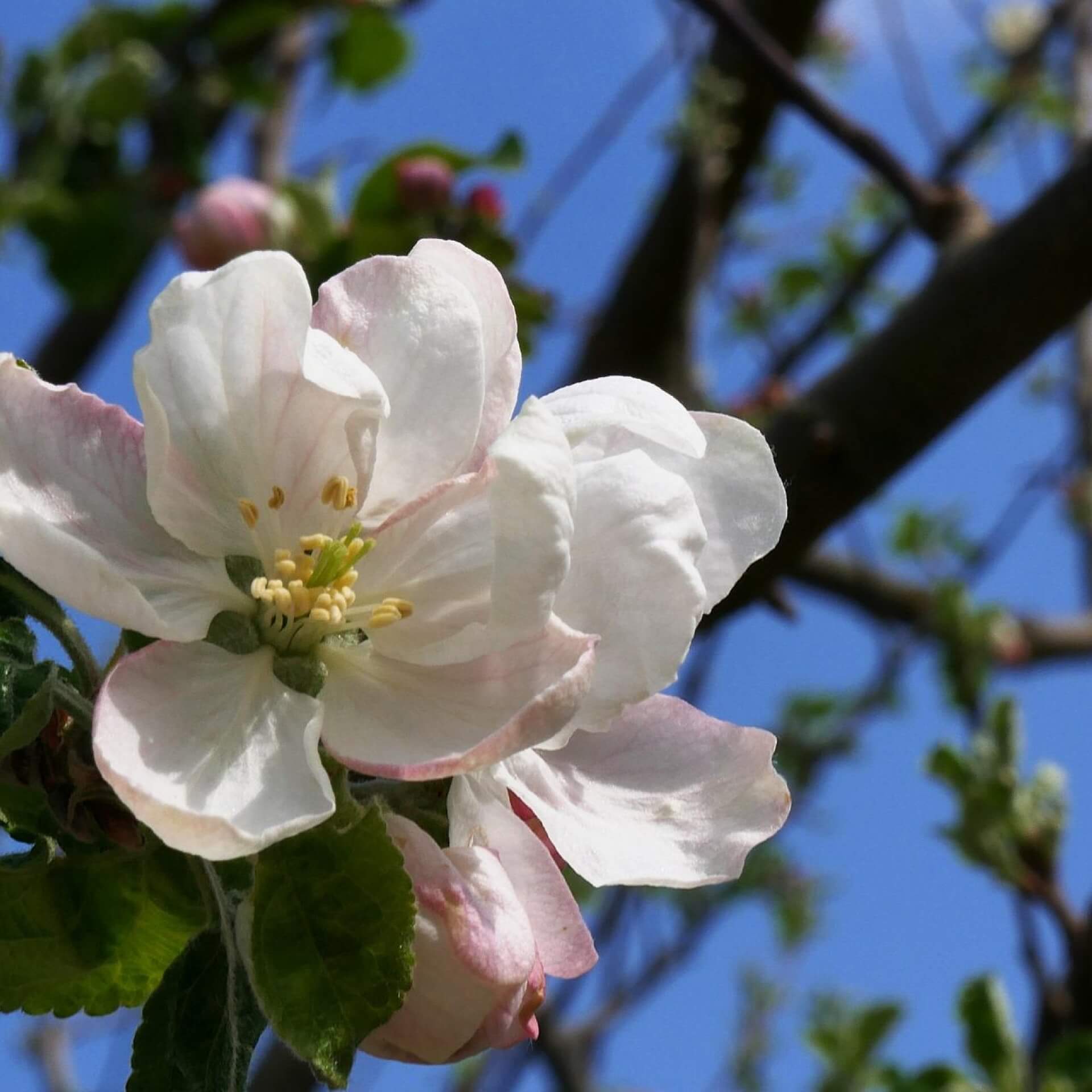 Winterapfel 'Rheinischer Winterrambur' (Malus 'Rheinischer Winterrambur')