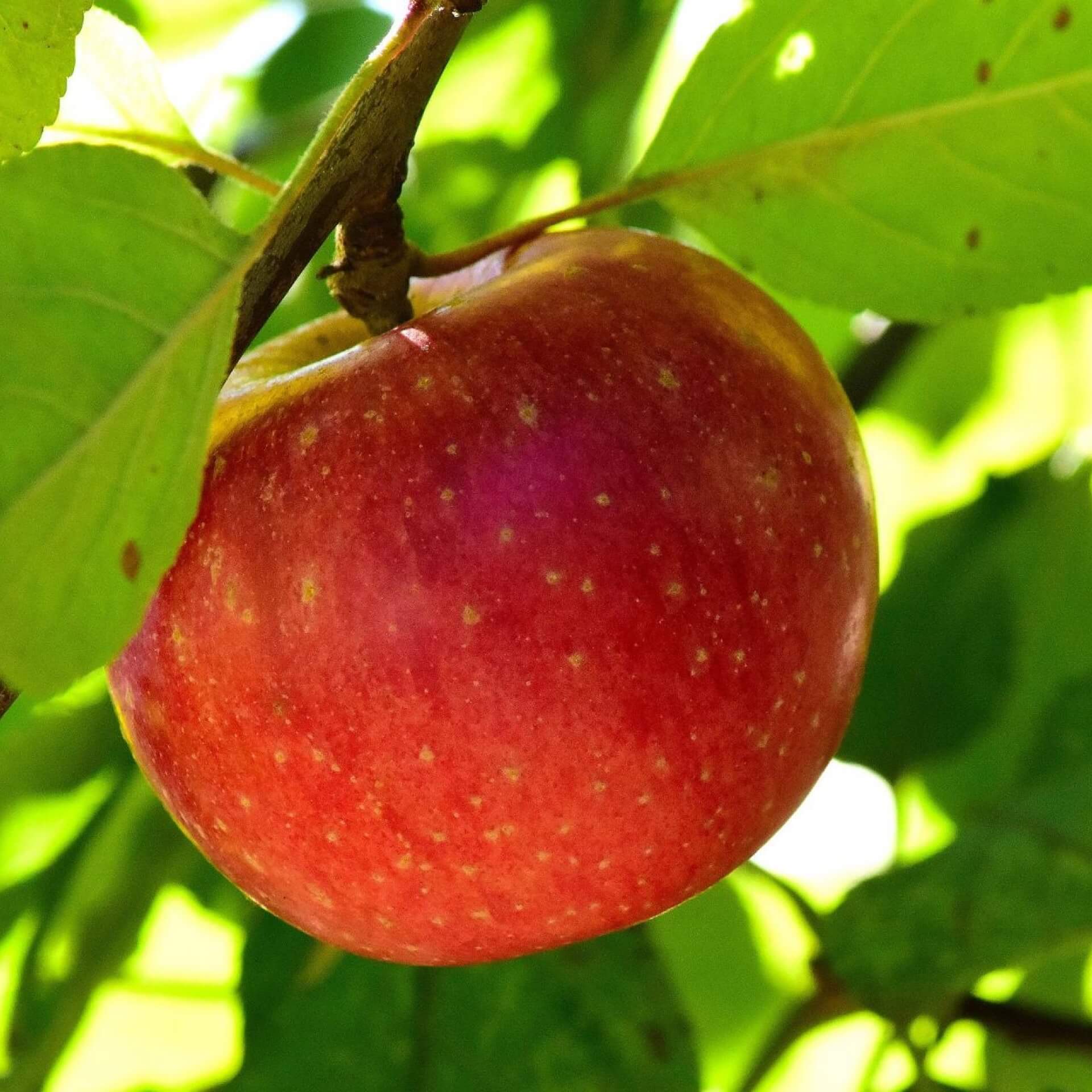 Winterapfel 'Rote Sternrenette' (Malus 'Rote Sternrenette')