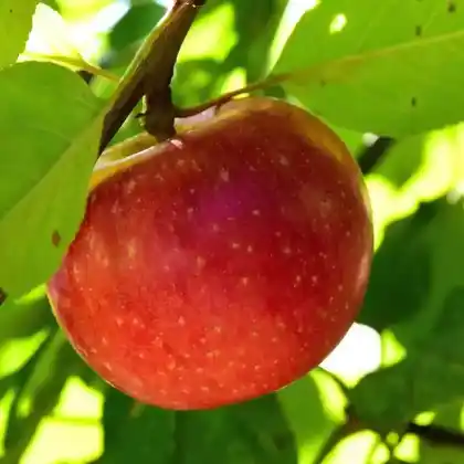 Foto von Winterapfel 'Rote Sternrenette' (Malus 'Rote Sternrenette')