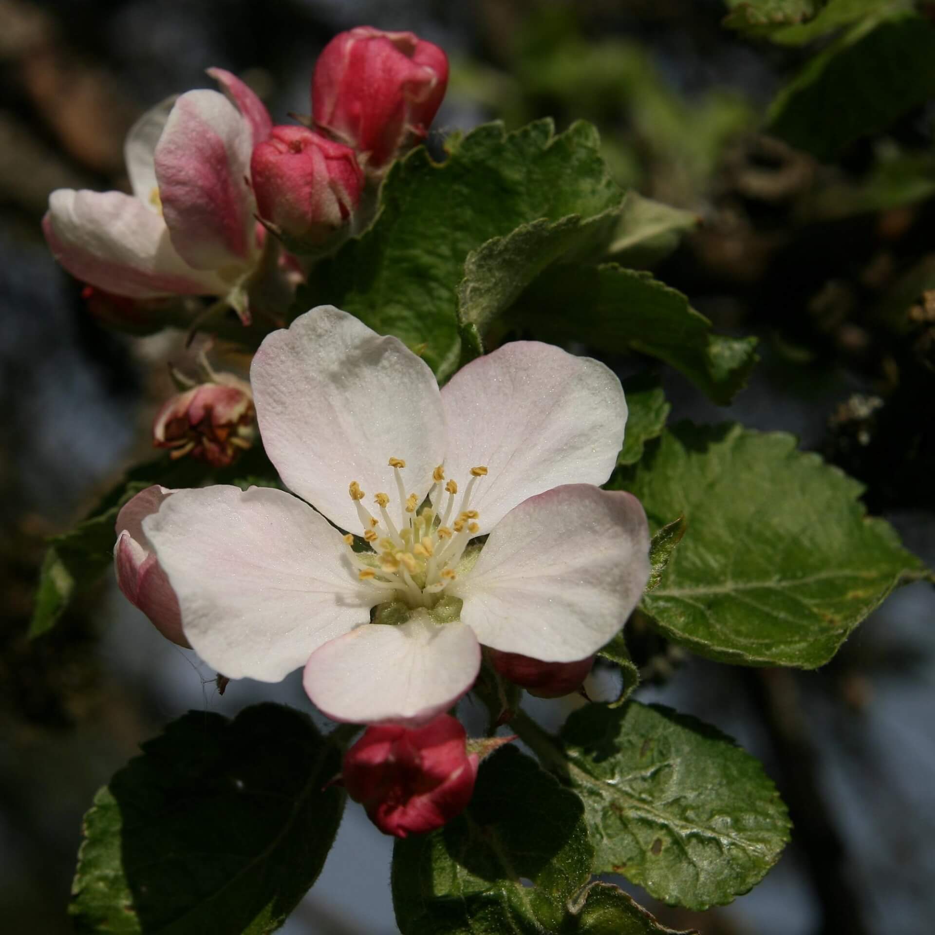 Winterapfel 'Graue Französische Renette' (Malus 'Graue Französische Renette')