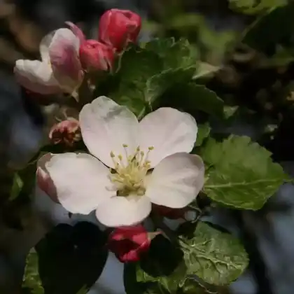 Foto von Winterapfel 'Graue Französische Renette' (Malus 'Graue Französische Renette')