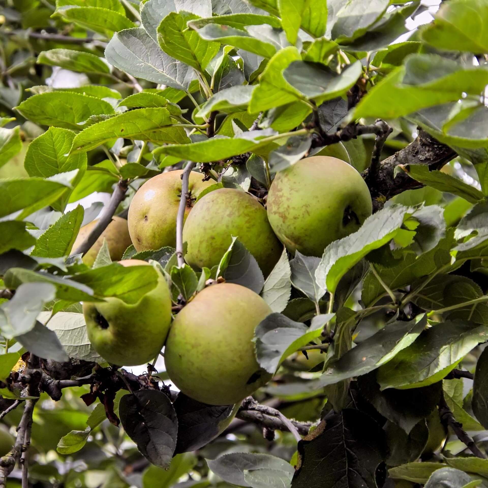 Apfel 'Graue Herbstrenette' (Malus 'Graue Herbstrenette')