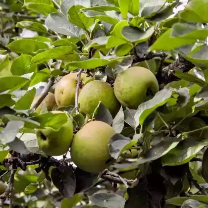Foto von Apfel 'Graue Herbstrenette' (Malus 'Graue Herbstrenette')