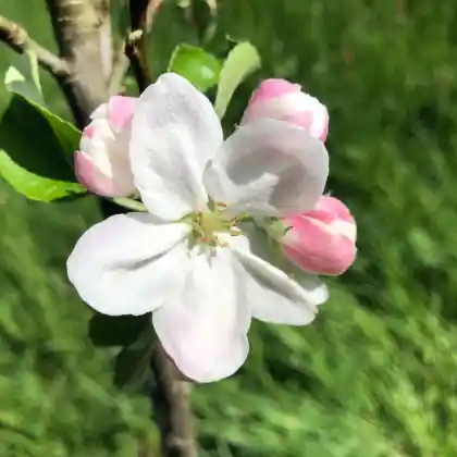 Foto von Apfel 'Westfälischer Gülderling' (Malus 'Westfälischer Gülderling')