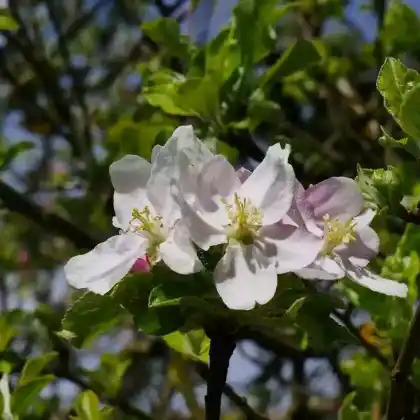 Foto von Apfel 'Zuccalmaglio Renette' (Malus 'Zuccalmaglio Renette')