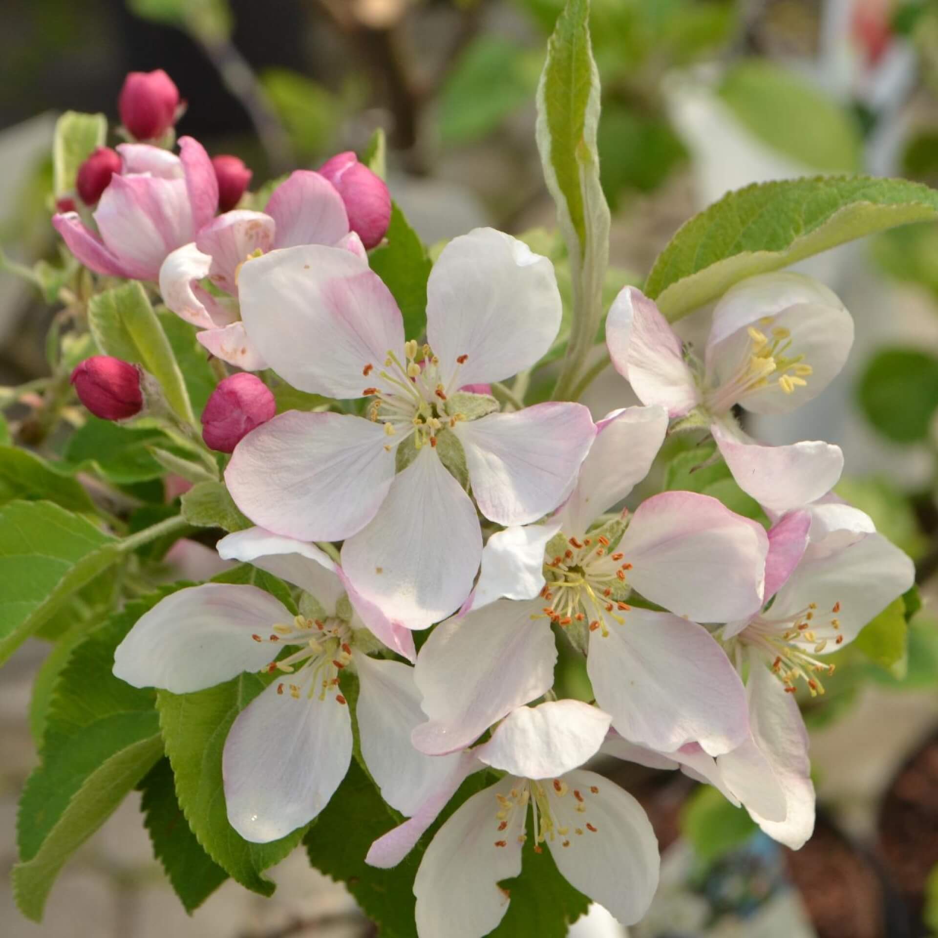 Winterapfel 'Geheimrat Breuhahn' (Malus 'Geheimrat Breuhahn')