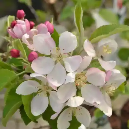Foto von Winterapfel 'Geheimrat Breuhahn' (Malus 'Geheimrat Breuhahn')
