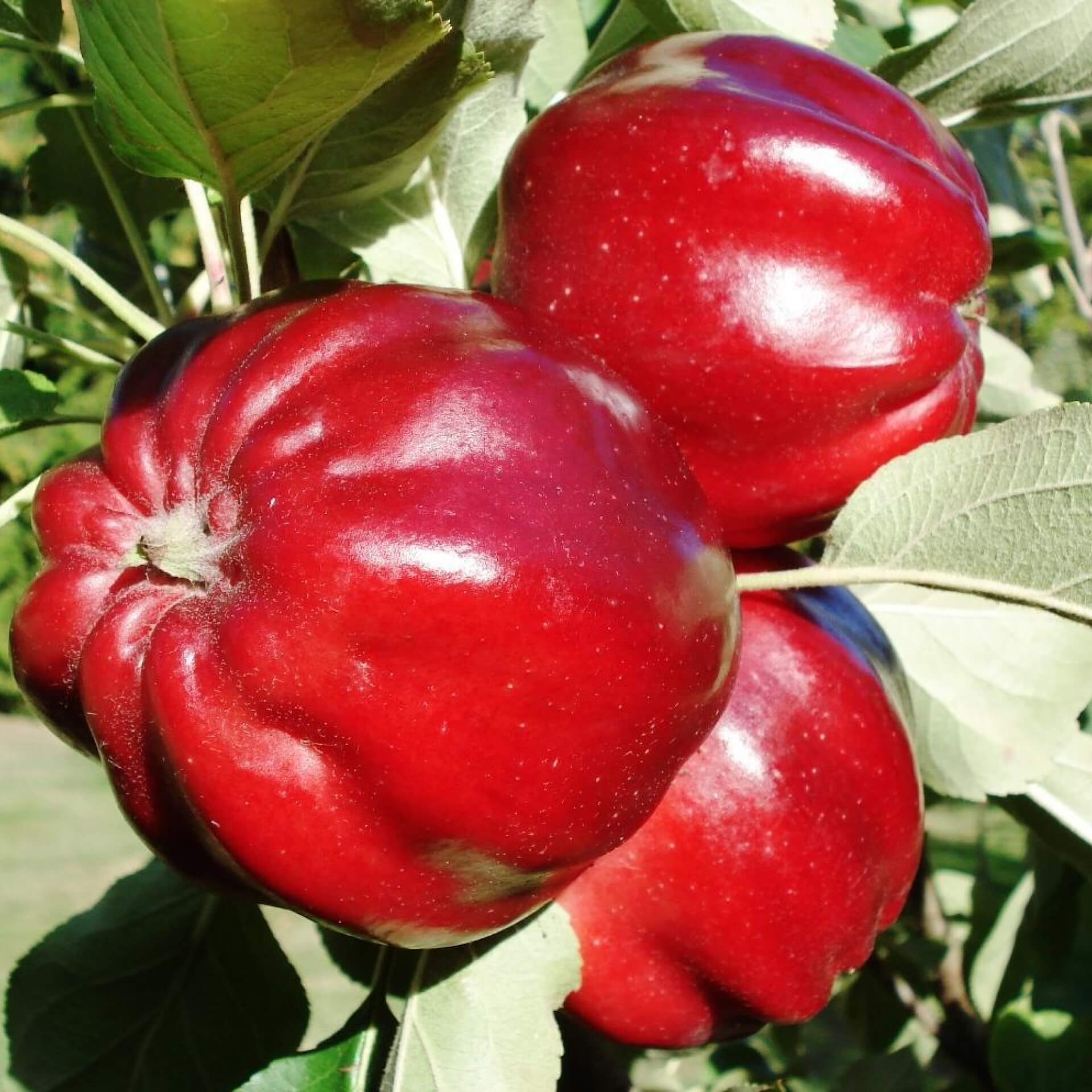 Apfel 'Roter Herbstkalvill' (Malus 'Roter Herbstkalvill')