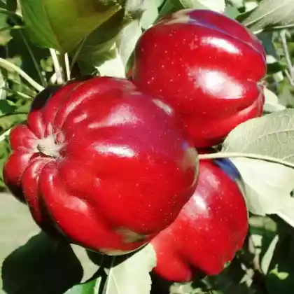 Foto von Apfel 'Roter Herbstkalvill' (Malus 'Roter Herbstkalvill')