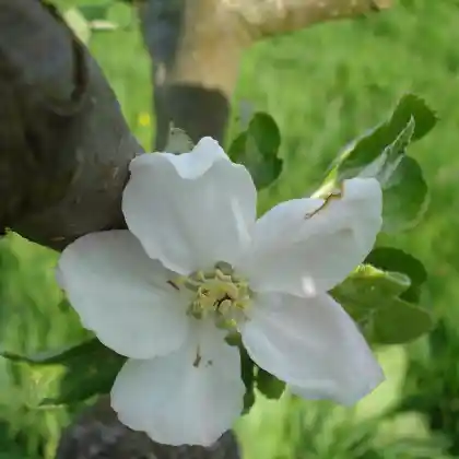 Foto von Apfel 'Grüner Fürstenapfel' (Malus 'Grüner Fürstenapfel')