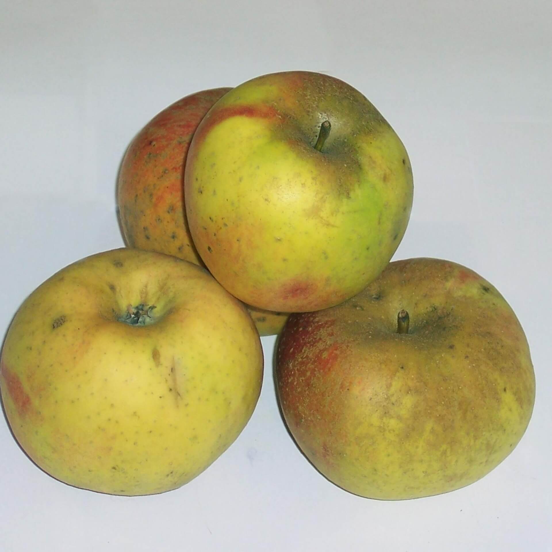 Apfel 'Goldrenette von Blenheim' (Malus 'Goldrenette von Blenheim')