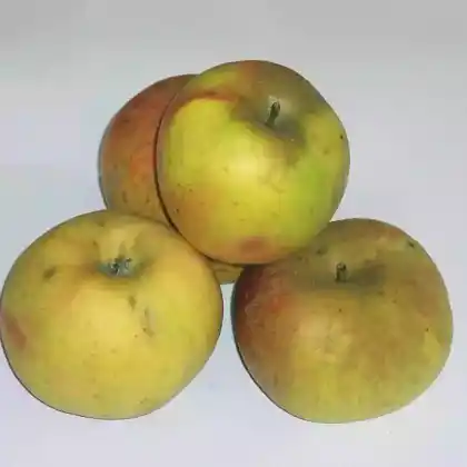 Foto von Apfel 'Goldrenette von Blenheim' (Malus 'Goldrenette von Blenheim')