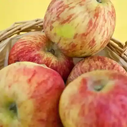 Foto von Apfel 'Geflammter Kardinal' (Malus 'Geflammter Kardinal')