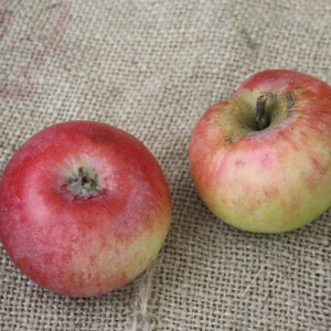 Malus 'Carola'