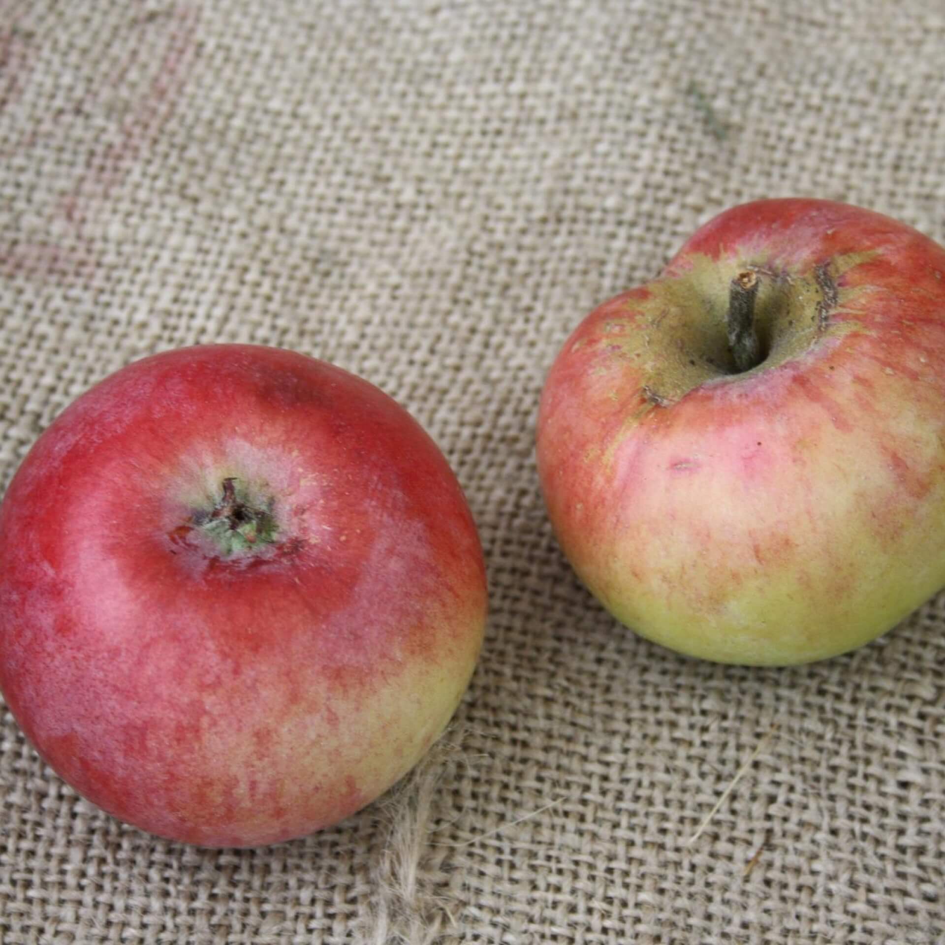 Herbstapfel 'Carola' (Malus 'Carola')