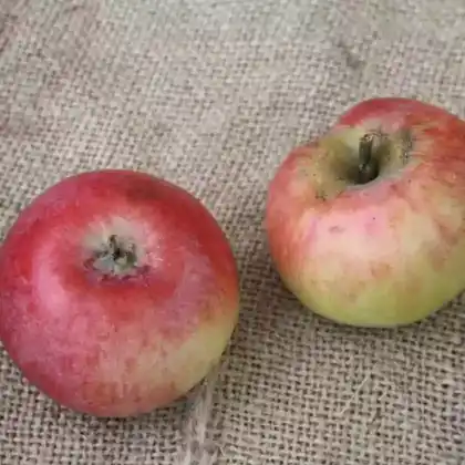 Foto von Herbstapfel 'Carola' (Malus 'Carola')