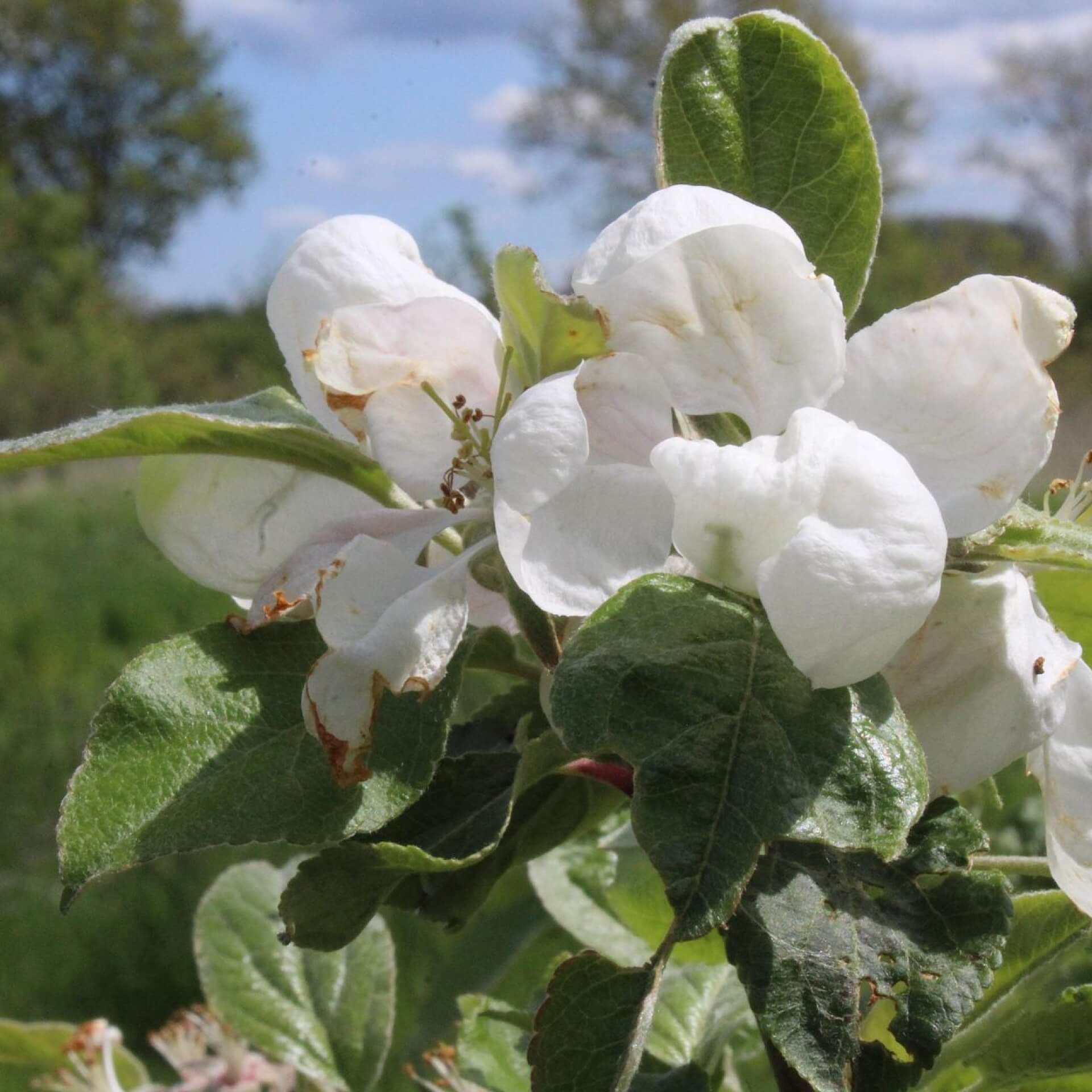 Herbstapfel 'Schöner von Herrnhut' (Malus 'Schöner von Herrnhut')